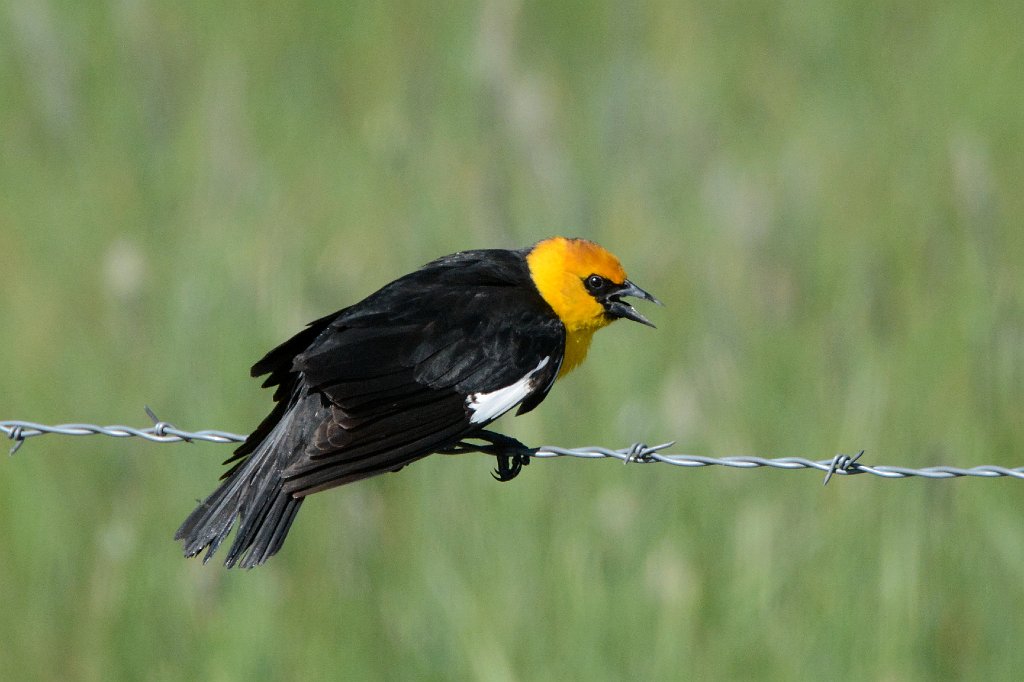 Blackbird, Yellow-headed, 2015-06039290 Monte Vissta NWR, CO.JPG - Yellow-headed Blackbird. Monte Vista National Wildlife Refuge, CO, 6-3-2015